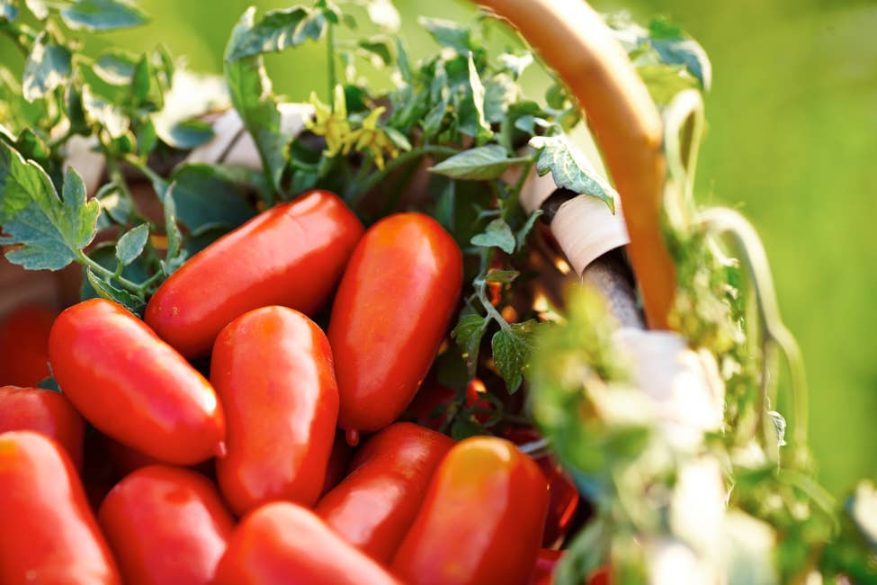 San Marzano Tomatoes DOP by Italianavera