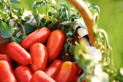 San Marzano Tomatoes DOP by Italianavera