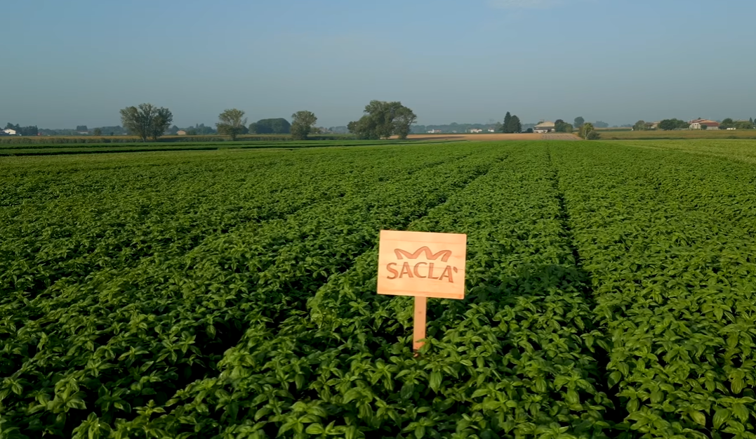 Sacla Italy Vegan Basil Pesto 6x6.7oz Dairy-Free Pasta Sauce